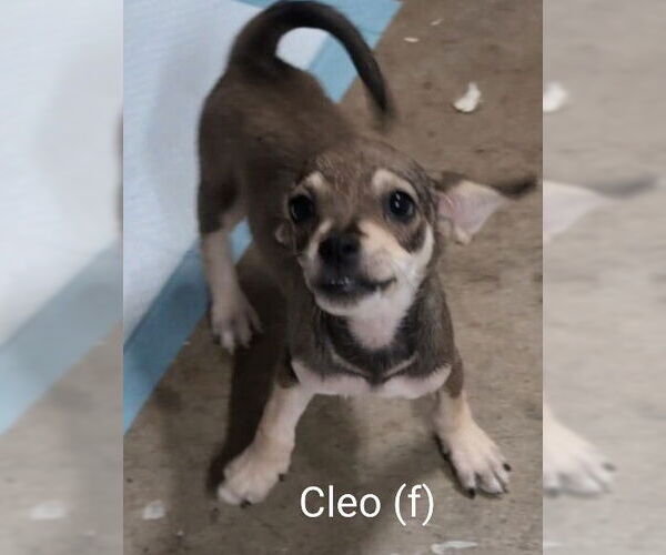 Medium Photo #2 Chihuahua-Unknown Mix Puppy For Sale in San Bernardino, CA, USA
