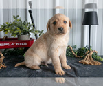 Small Photo #18 Golden Labrador Puppy For Sale in BEACH CITY, OH, USA