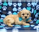 Small Photo #5 Cavachon Puppy For Sale in AIRVILLE, PA, USA
