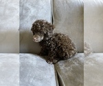 Small #16 Poodle (Toy)