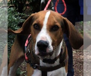 Treeing Walker Coonhound Dogs for adoption in Sequim, WA, USA