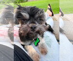 Small #1 Shih Tzu Mix