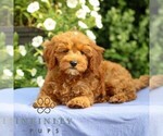 Small #3 Cavapoo