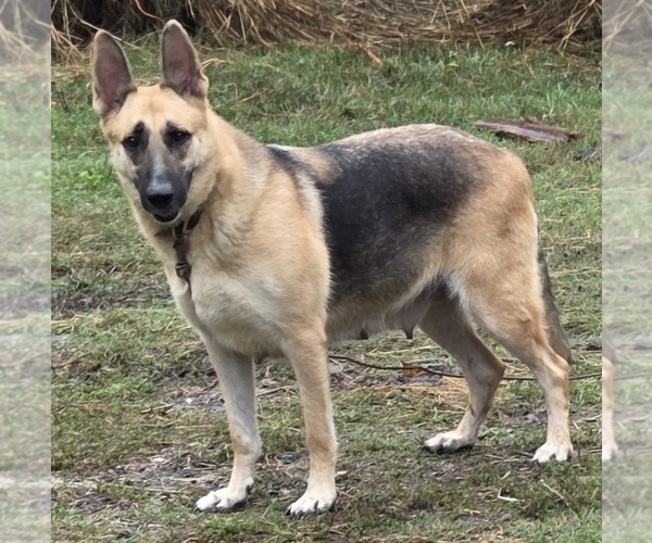 Medium Photo #1 German Shepherd Dog Puppy For Sale in SPOTSYLVANIA, VA, USA