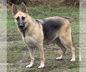 Mother of the German Shepherd Dog puppies born on 08/23/2026