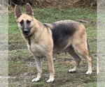 Small Photo #1 German Shepherd Dog Puppy For Sale in SPOTSYLVANIA, VA, USA