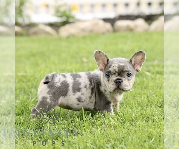 Medium Photo #3 French Bulldog Puppy For Sale in RONKS, PA, USA
