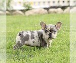 Small #2 French Bulldog
