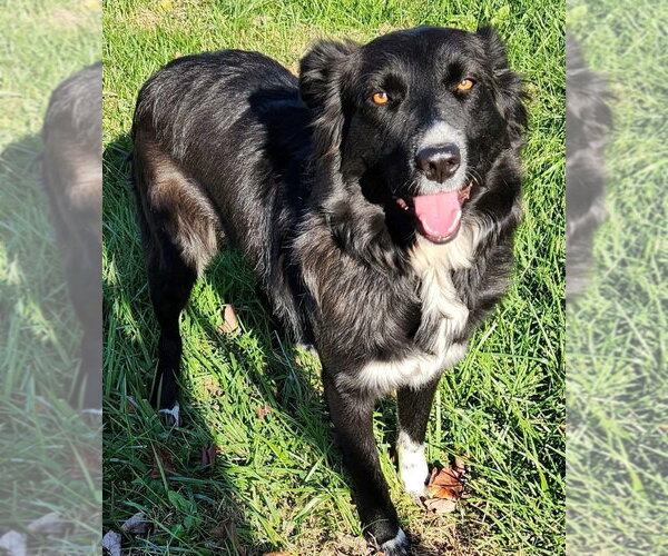 Medium Photo #1 Border Collie-Unknown Mix Puppy For Sale in Cromwell, KY, USA
