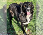 Boots - Female Border Collie-Unknown Mix Dog for Adoption - Small photo