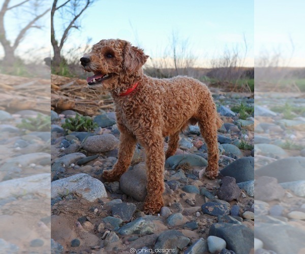 Medium Photo #1 Goldendoodle (Miniature) Puppy For Sale in GLENDALE, AZ, USA
