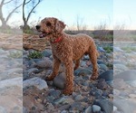 Small Photo #1 Goldendoodle (Miniature) Puppy For Sale in GLENDALE, AZ, USA