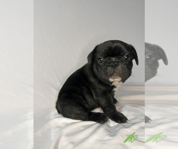 Medium Photo #5 French Bulldog Puppy For Sale in JOLIET, IL, USA