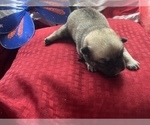 Small Photo #1 Pom-A-Pug Puppy For Sale in MERIDEN, MN, USA