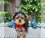 Small #2 Yorkshire Terrier