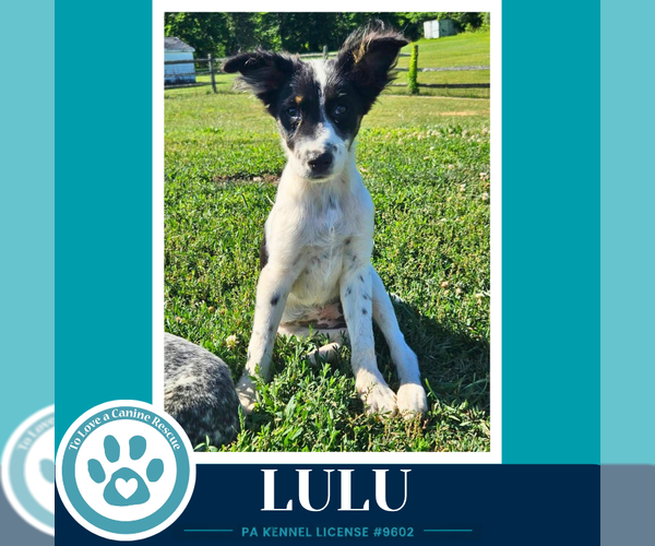 Medium Photo #1 Mutt Puppy For Sale in Kimberton, PA, USA