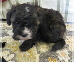 Puppy Digger ShihPoo