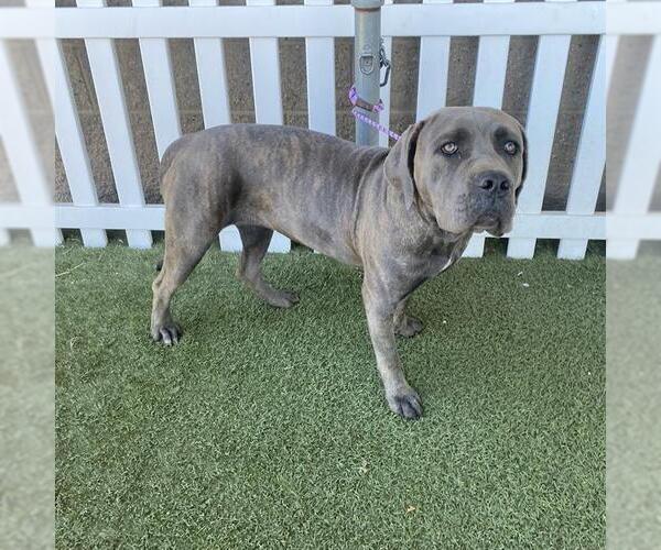 Medium Photo #1 Mutt Puppy For Sale in Modesto, CA, USA