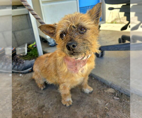 Medium Photo #1 Mutt Puppy For Sale in Long Beach, CA, USA