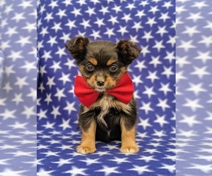 Cavapoo-Pomeranian Mix Puppy for sale in CHRISTIANA, PA, USA