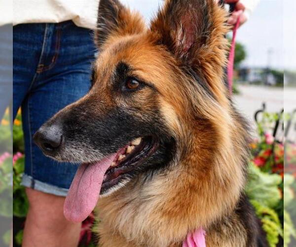 Medium Photo #1 German Shepherd Dog Puppy For Sale in Pearland, TX, USA