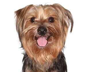 Medium Mutt