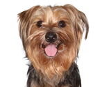 Small Mutt