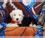Small Photo #3 Old English Sheepdog Puppy For Sale in CHRISTIANA, PA, USA