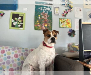 Bulldog-Unknown Mix Dogs for adoption in Elmsford, NY, USA