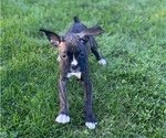Small Photo #4 Boxer Puppy For Sale in ROCKFORD, IL, USA