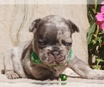 Puppy 1 French Bulldog