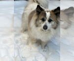 Small Pembroke Welsh Corgi Mix