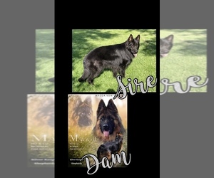 German Shepherd Dog Puppy for sale in WALLA WALLA, WA, USA