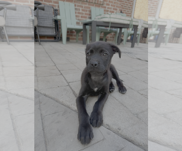 Medium Photo #1 Labrador Retriever-Unknown Mix Puppy For Sale in Holly Springs, NC, USA