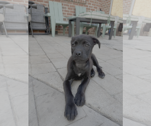 Labrador Retriever-Unknown Mix Dogs for adoption in Holly Springs, NC, USA