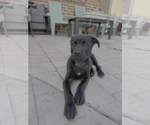 Small Labrador Retriever Mix