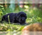 Small Photo #2 Newfoundland Puppy For Sale in MADISON, WI, USA