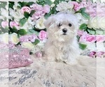 Small Photo #84 Maltese Puppy For Sale in HAYWARD, CA, USA