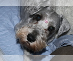 Small Photo #1 Schnauzer (Miniature) Puppy For Sale in OCALA, FL, USA