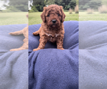 Small Photo #8 Goldendoodle-Poodle (Miniature) Mix Puppy For Sale in RANDOLPH, WI, USA