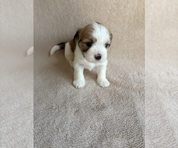 Medium Photo #1 Lhasa Apso Puppy For Sale in GIBSONTON, FL, USA