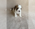 Puppy Holly Lhasa Apso
