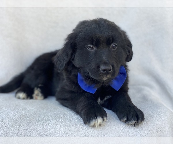 View Ad: Bernese Mountain Dog-Goldendoodle Mix Puppy for Sale near