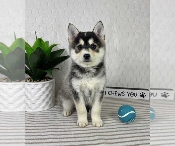 Medium Photo #1 Pomsky Puppy For Sale in GREENFIELD, IN, USA