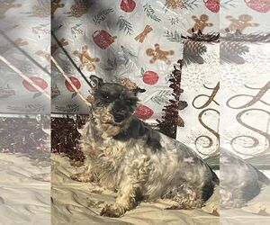 CYNTHIA - Female Mutt Dog for Adoption - Photo #2