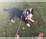Small #6 English Springer Spaniel Mix