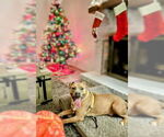 Small #4 American Staffordshire Terrier-Labrador Retriever Mix