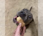 Small #3 Chow Chow-Mastiff Mix