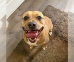 Small #3 American Pit Bull Terrier Mix