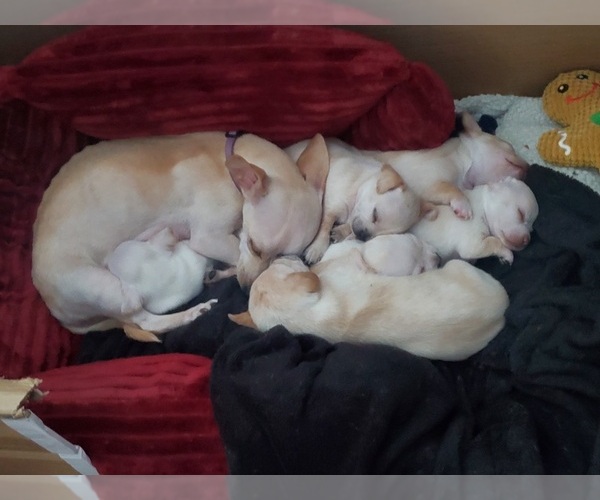 Medium Photo #1 Chihuahua Puppy For Sale in PENSACOLA, FL, USA